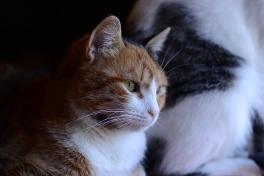 Кошка по имени Рыбка: трехцветную мурлыку пристраивают в Севастополе